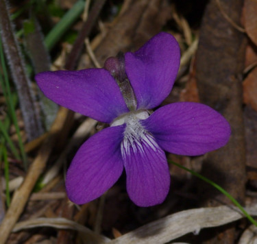 Фотография под названием "violet (wild flower)" - Matthew Katt, Подлинное произведение искусства