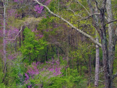 Photographie intitulée "Bernheim spring col…" par Matthew Katt, Œuvre d'art originale, Photographie numérique