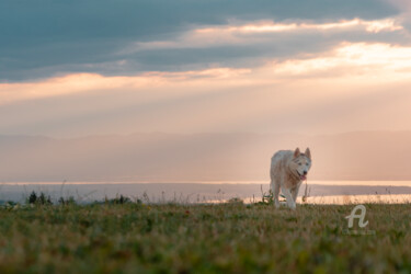 Fotografía titulada "Nature - Husky du B…" por Matthieu Lê, Obra de arte original, Fotografía digital