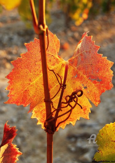 Photographie intitulée "feuille de vigne" par Martine Maury, Œuvre d'art originale, Photographie non manipulée