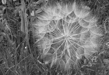 Photography titled "fleur de pissenlit" by Martine Maury, Original Artwork, Non Manipulated Photography