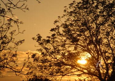 Fotografie mit dem Titel "soleil limousin" von Martine Maury, Original-Kunstwerk, Nicht bearbeitete Fotografie