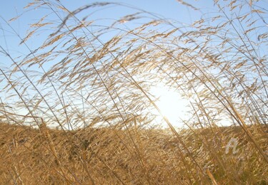 Photography titled "herbes folles" by Martine Maury, Original Artwork, Non Manipulated Photography