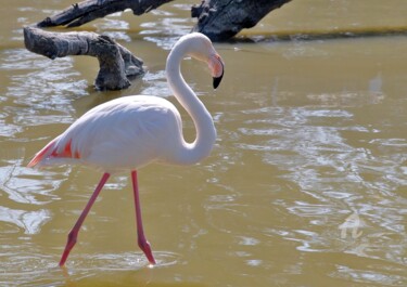 Photography titled "le flamant rose" by Martine Maury, Original Artwork, Non Manipulated Photography