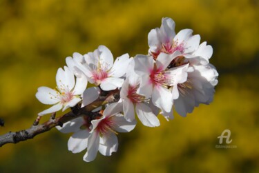 「Amandier en fleurs」というタイトルの写真撮影 Martine Mauryによって, オリジナルのアートワーク, 操作されていない写真