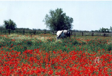 Photography titled "chevaux dans champs…" by Martine Maury, Original Artwork, Non Manipulated Photography