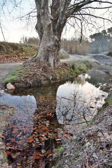 Photography titled "platane et reflet" by Martine Maury, Original Artwork, Digital Photography