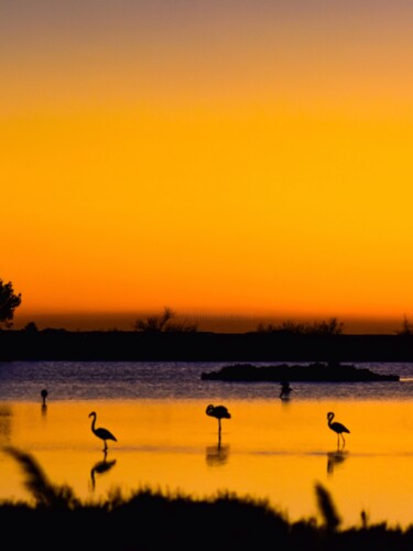 Fotografie mit dem Titel "Flamingos" von Maxime Guengant, Original-Kunstwerk, Digitale Fotografie