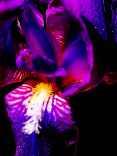 Фотография под названием "Purple Iris - Art W…" - Maxime Guengant, Подлинное произведение искусства, Цифровая фотография