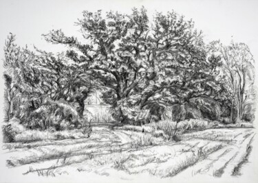 Drawing titled "Mature Oaks" by Maxine Cameron, Original Artwork, Graphite