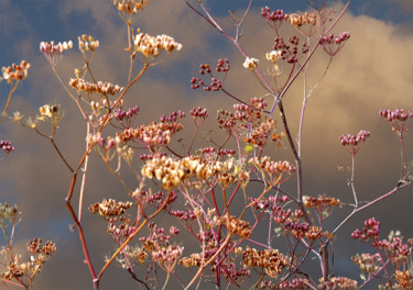 Digital Arts με τίτλο "Fleurs des champs e…" από Max Parisot Du Lyaumont, Αυθεντικά έργα τέχνης, Φωτογραφία Μοντάζ