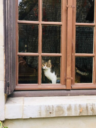 Fotografia intitolato "Chat à la fenêtre" da Patrick Maze, Opera d'arte originale, Fotografia digitale