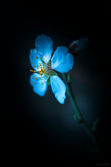 Photographie intitulée "L'heure bleu" par Anna Fratoni, Œuvre d'art originale