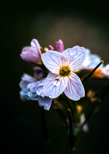 Fotografia intitolato "La cardamine des pr…" da Melancholya, Opera d'arte originale, Fotografia digitale