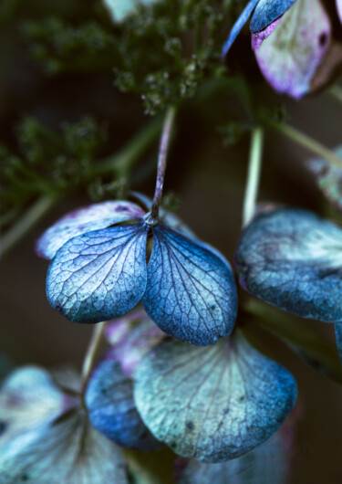 Fotografie mit dem Titel "L'hortensia bleu" von Melancholya, Original-Kunstwerk, Digitale Fotografie