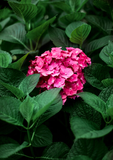 摄影 标题为“L'hortensia” 由Melancholya, 原创艺术品, 数码摄影