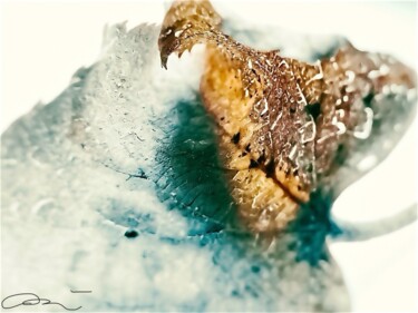 "Feuille d’hiver" başlıklı Fotoğraf Mélanie Stéphanie Massé Artiste tarafından, Orijinal sanat, Dijital Fotoğrafçılık