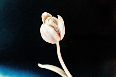 "Tulips #12" başlıklı Fotoğraf Michael Banifatov tarafından, Orijinal sanat, Dijital Fotoğrafçılık