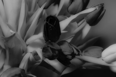 Photography titled "Tulips #01" by Michael Banifatov, Original Artwork, Digital Photography