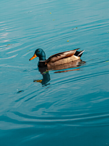 Fotografia intitulada "Duck In A Blue Water" por Michael Lomiya, Obras de arte originais, Fotografia Manipulada