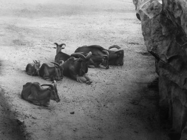 Photographie intitulée "Mountain Goat Famil…" par Michael Lomiya, Œuvre d'art originale, Photographie manipulée