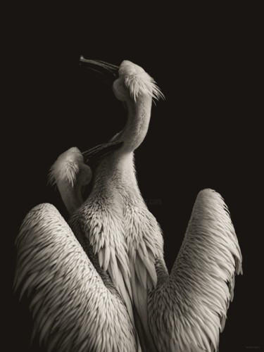 Fotografie mit dem Titel "Couple Of Pelicans" von Michael Lomiya, Original-Kunstwerk, Manipulierte Fotografie