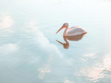 Photography titled "A Pelican In The Wa…" by Michael Lomiya, Original Artwork, Digital Photography