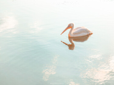 Fotografia intitulada "A Pelican in the La…" por Michael Lomiya, Obras de arte originais, Fotografia digital