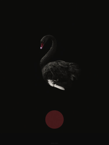 Photography titled "Black Swan?" by Michael Lomiya, Original Artwork, Digital Photography