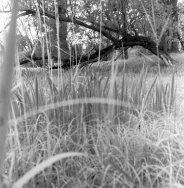 Fotografia zatytułowany „Skryte” autorstwa Michał Wiśniecki, Oryginalna praca, Fotografia cyfrowa