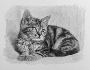 Rysunek zatytułowany „Kitten Drawing” autorstwa Michał Stetkiewicz, Oryginalna praca, Ołówek