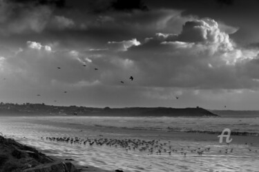 摄影 标题为“Les oiseaux de la P…” 由Michel Babkine, 原创艺术品, 数码摄影
