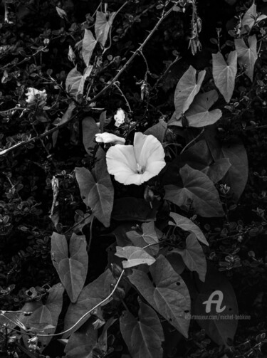 Fotografía titulada "rose tremière" por Michel Babkine, Obra de arte original, Fotografía digital