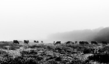 Fotografía titulada "pâturage matinal" por Michel Babkine, Obra de arte original, Fotografía digital