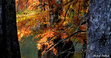 Fotografia intitolato "Etang de Boulieu en…" da Michel Guillet, Opera d'arte originale