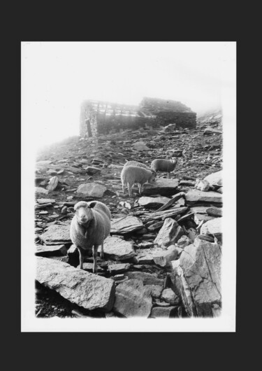 "Le mouton curieux" başlıklı Fotoğraf Michel Jegerlehner tarafından, Orijinal sanat, Analog Fotoğrafçılık