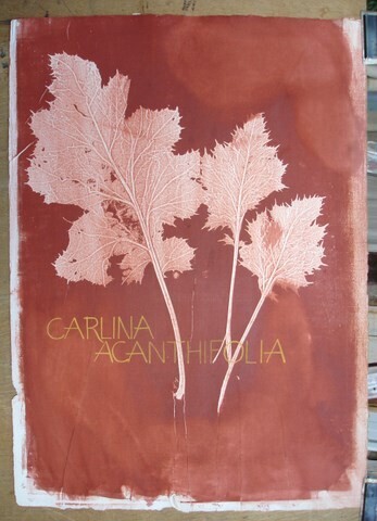 Disegno intitolato "CARLINA ACANTHIFOLIA" da Michel Moskovtchenko, Opera d'arte originale, Altro