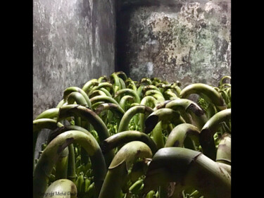 Фотография под названием "Mamba vert" - Michel Paulin, Подлинное произведение искусства, Цифровая фотография