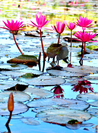 Fotografia intitolato "Chez Monet" da Michel Paulin, Opera d'arte originale, Fotografia digitale