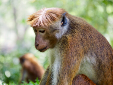 "Songes de singe" başlıklı Fotoğraf Michel Paulin tarafından, Orijinal sanat, Dijital Fotoğrafçılık