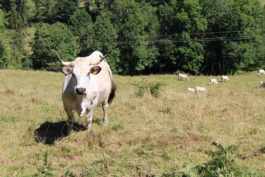 Photography titled "Dans le pré" by Michèle Baylet-Brunet, Original Artwork, Digital Photography