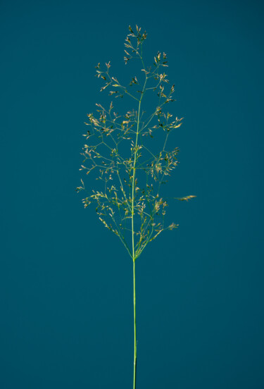 Photographie intitulée "Fera Herba (blue)" par Michel Meppelink, Œuvre d'art originale, Photographie numérique