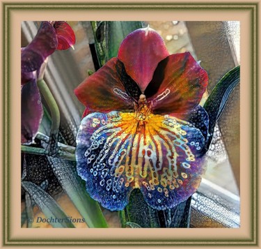 Fotografia intitulada "Miltonia Orchid" por Mies De Graaf, Obras de arte originais, Fotografia digital