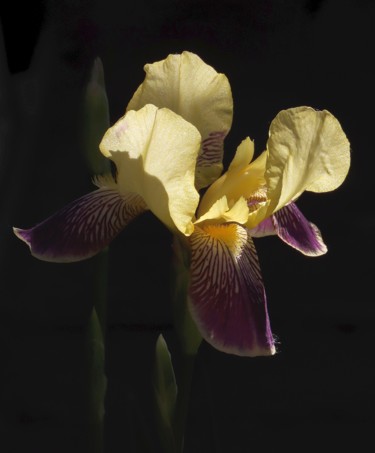 Fotografía titulada "Iris "Nibelungen"" por Mies De Graaf, Obra de arte original, Fotografía no manipulada