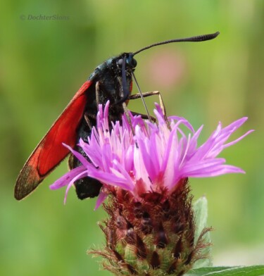 Фотография под названием "Six-spot Burnet" - Mies De Graaf, Подлинное произведение искусства, Не манипулируемая фотография