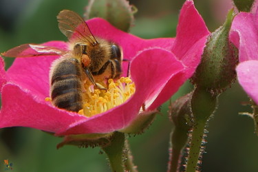 Фотография под названием "Abeille 02" - Miodrag Aubertin, Подлинное произведение искусства