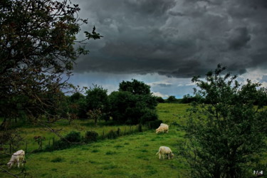 Photographie intitulée "Vaches blanches" par Miodrag Aubertin, Œuvre d'art originale