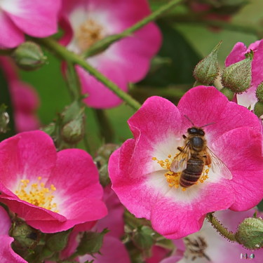 Фотография под названием "Abeille 01" - Miodrag Aubertin, Подлинное произведение искусства