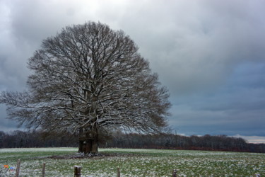 Fotografie mit dem Titel "Arbre Hiver 2021" von Miodrag Aubertin, Original-Kunstwerk, Digitale Fotografie