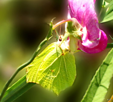 Photography titled "Camouflage" by Miodrag Aubertin, Original Artwork